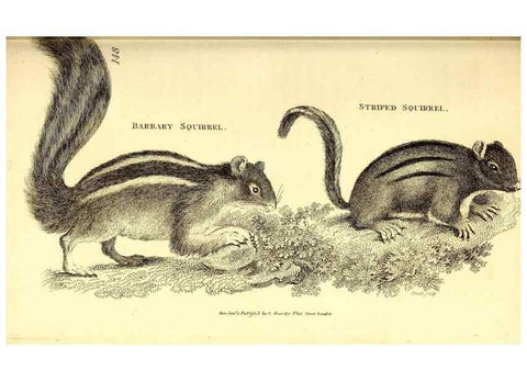 Reproducción/Reproduction 49826522431: General zoology, or Systematic natural history. London,Printed for G. Kearsley,1800-1826.. 