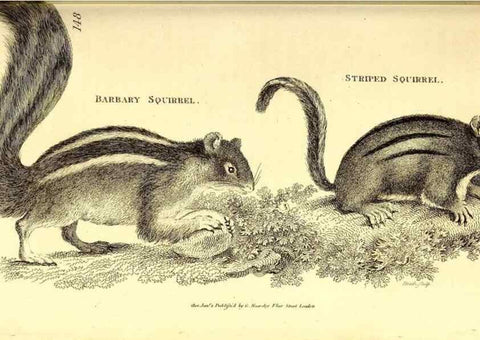 Reproducción/Reproduction 49826522431: General zoology, or Systematic natural history. London,Printed for G. Kearsley,1800-1826.. 
