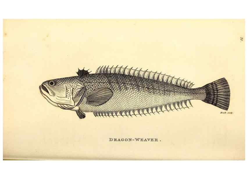 Reproducción/Reproduction 49826649986: General zoology, or Systematic natural history. London,Printed for G. Kearsley,1800-1826.. 