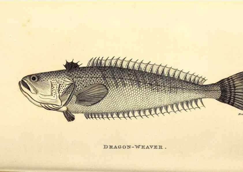 Reproducción/Reproduction 49826649986: General zoology, or Systematic natural history. London,Printed for G. Kearsley,1800-1826.. 