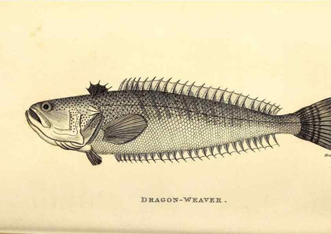 Reproducción/Reproduction 49826649986: General zoology, or Systematic natural history. London,Printed for G. Kearsley,1800-1826.. 