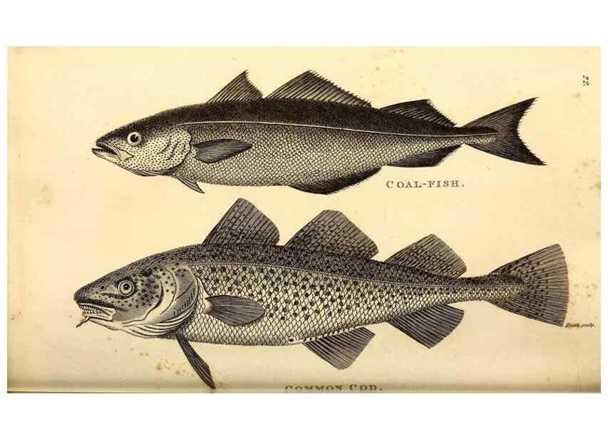 Reproducción/Reproduction 49826650341: General zoology, or Systematic natural history. London,Printed for G. Kearsley,1800-1826.. 