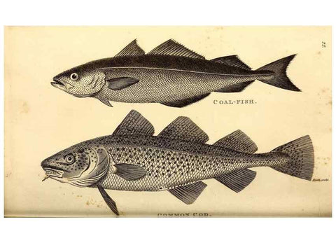 Reproducción/Reproduction 49826650341: General zoology, or Systematic natural history. London,Printed for G. Kearsley,1800-1826.. 