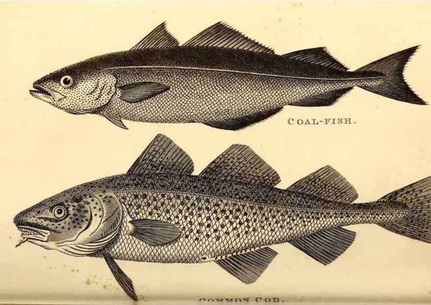 Reproducción/Reproduction 49826650341: General zoology, or Systematic natural history. London,Printed for G. Kearsley,1800-1826.. 