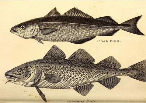 Reproducción/Reproduction 49826650341: General zoology, or Systematic natural history. London,Printed for G. Kearsley,1800-1826.. 