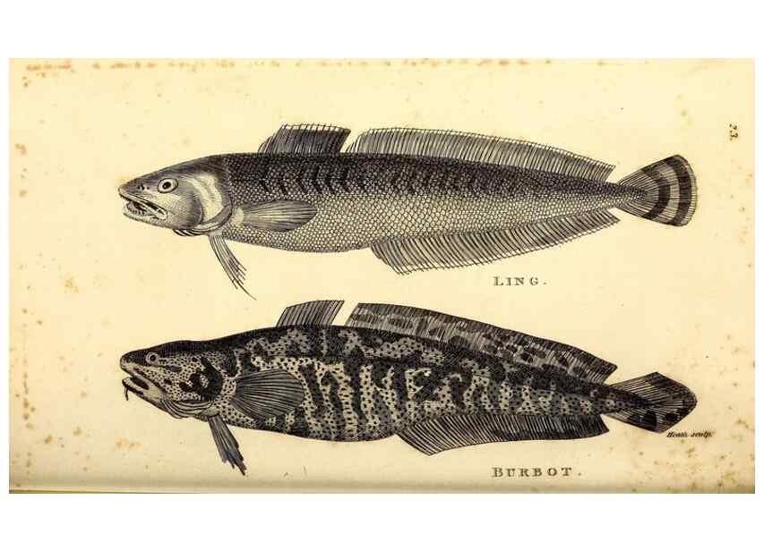 Reproducción/Reproduction 49826650676: General zoology, or Systematic natural history. London,Printed for G. Kearsley,1800-1826.. 