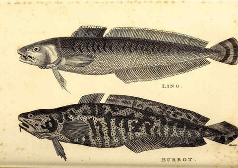 Reproducción/Reproduction 49826650676: General zoology, or Systematic natural history. London,Printed for G. Kearsley,1800-1826.. 