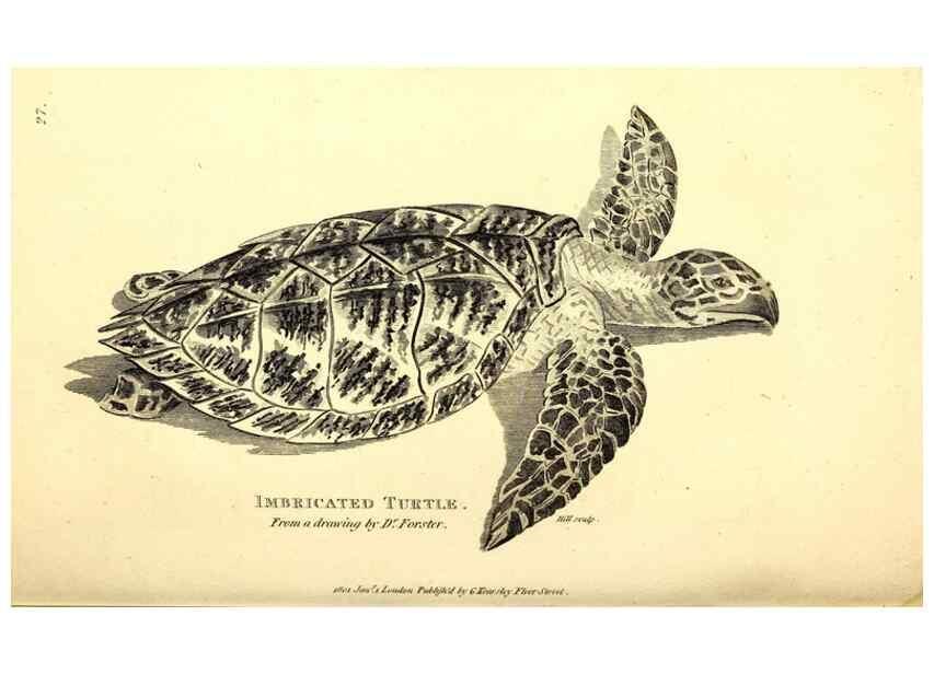 Reproducción/Reproduction 49826840446: General zoology, or Systematic natural history. London,Printed for G. Kearsley,1800-1826.. 