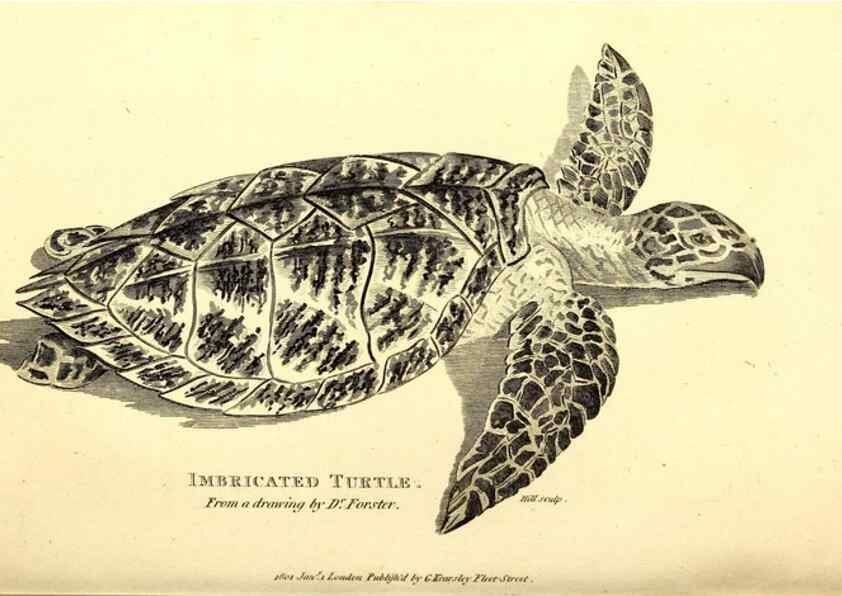Reproducción/Reproduction 49826840446: General zoology, or Systematic natural history. London,Printed for G. Kearsley,1800-1826.. 