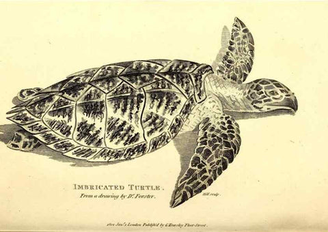 Reproducción/Reproduction 49826840446: General zoology, or Systematic natural history. London,Printed for G. Kearsley,1800-1826.. 
