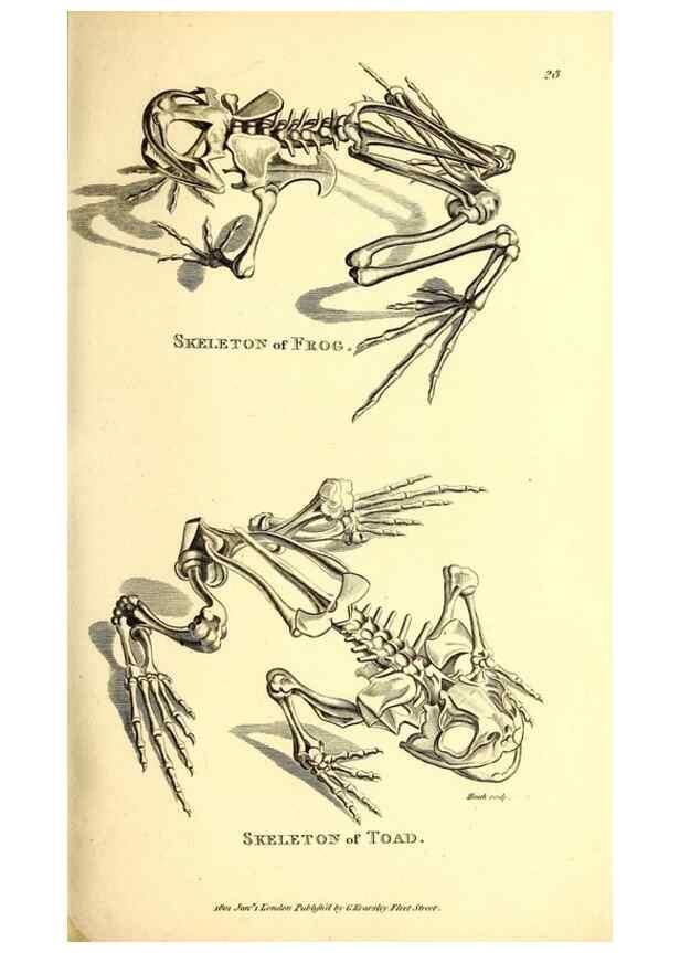 Reproducción/Reproduction 49827155867: General zoology, or Systematic natural history. London,Printed for G. Kearsley,1800-1826.. 