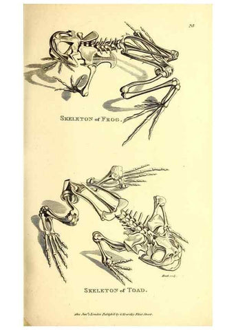 Reproducción/Reproduction 49827155867: General zoology, or Systematic natural history. London,Printed for G. Kearsley,1800-1826.. 