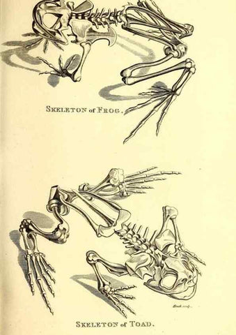 Reproducción/Reproduction 49827155867: General zoology, or Systematic natural history. London,Printed for G. Kearsley,1800-1826.. 