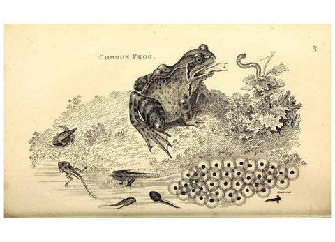 Reproducción/Reproduction 49826307368: General zoology, or Systematic natural history. London,Printed for G. Kearsley,1800-1826.. 