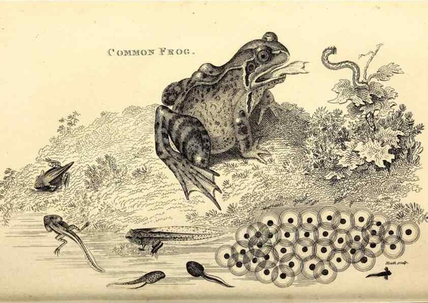 Reproducción/Reproduction 49826307368: General zoology, or Systematic natural history. London,Printed for G. Kearsley,1800-1826.. 