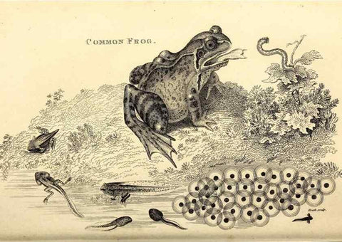 Reproducción/Reproduction 49826307368: General zoology, or Systematic natural history. London,Printed for G. Kearsley,1800-1826.. 