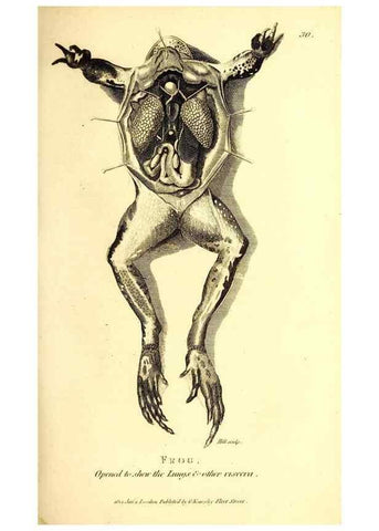 Reproducción/Reproduction 49826307688: General zoology, or Systematic natural history. London,Printed for G. Kearsley,1800-1826.. 