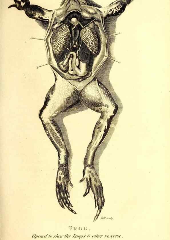 Reproducción/Reproduction 49826307688: General zoology, or Systematic natural history. London,Printed for G. Kearsley,1800-1826.. 