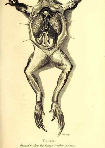 Reproducción/Reproduction 49826307688: General zoology, or Systematic natural history. London,Printed for G. Kearsley,1800-1826.. 