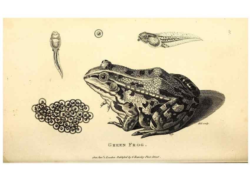 Reproducción/Reproduction 49827156797: General zoology, or Systematic natural history. London,Printed for G. Kearsley,1800-1826.. 