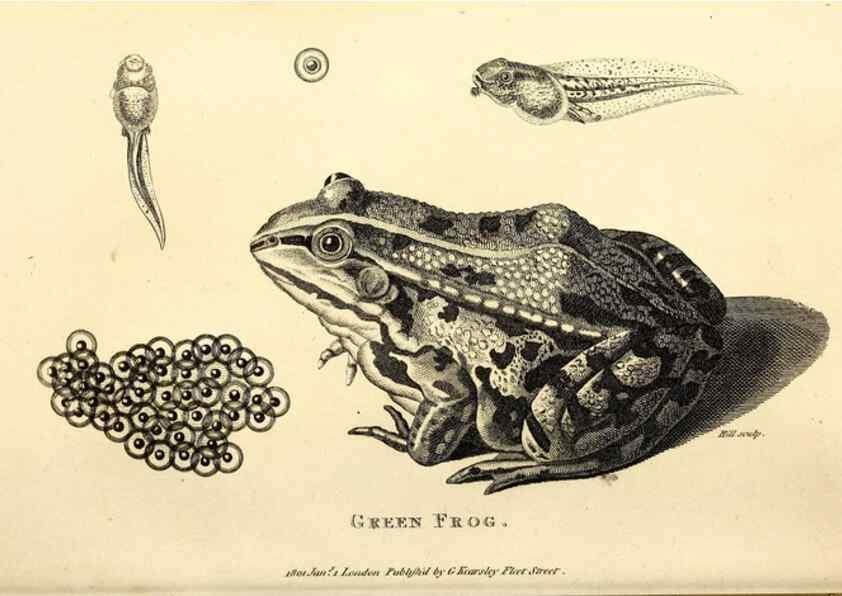 Reproducción/Reproduction 49827156797: General zoology, or Systematic natural history. London,Printed for G. Kearsley,1800-1826.. 
