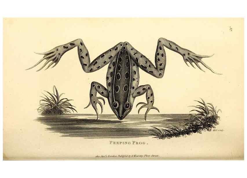 Reproducción/Reproduction 49827157097: General zoology, or Systematic natural history. London,Printed for G. Kearsley,1800-1826.. 