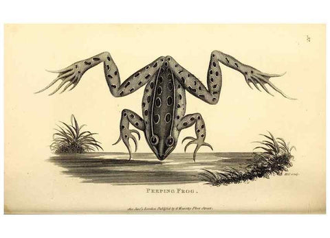 Reproducción/Reproduction 49827157097: General zoology, or Systematic natural history. London,Printed for G. Kearsley,1800-1826.. 