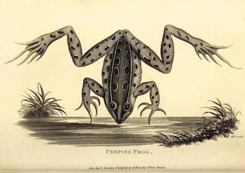 Reproducción/Reproduction 49827157097: General zoology, or Systematic natural history. London,Printed for G. Kearsley,1800-1826.. 