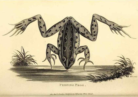 Reproducción/Reproduction 49827157097: General zoology, or Systematic natural history. London,Printed for G. Kearsley,1800-1826.. 