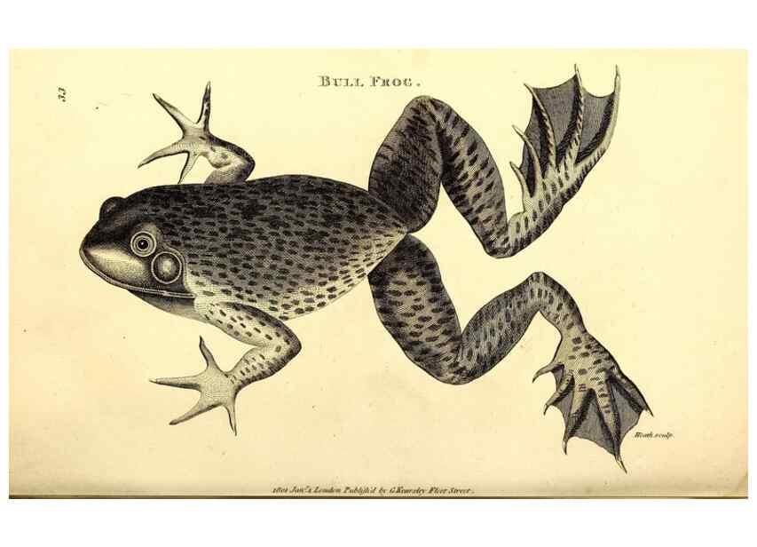 Reproducción/Reproduction 49826842511: General zoology, or Systematic natural history. London,Printed for G. Kearsley,1800-1826.. 