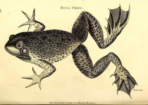 Reproducción/Reproduction 49826842511: General zoology, or Systematic natural history. London,Printed for G. Kearsley,1800-1826.. 