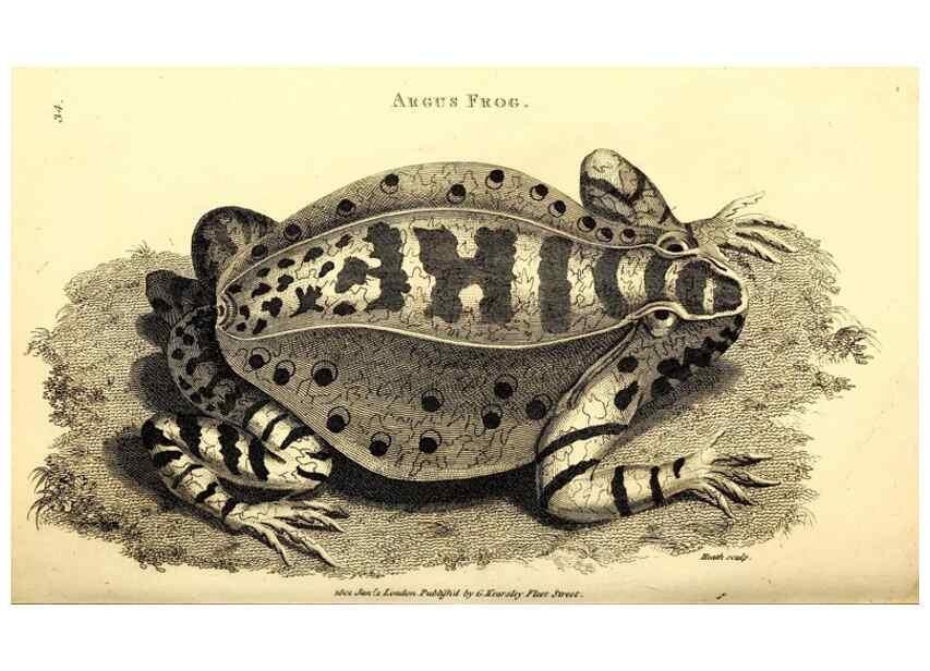 Reproducción/Reproduction 49826309033: General zoology, or Systematic natural history. London,Printed for G. Kearsley,1800-1826.. 