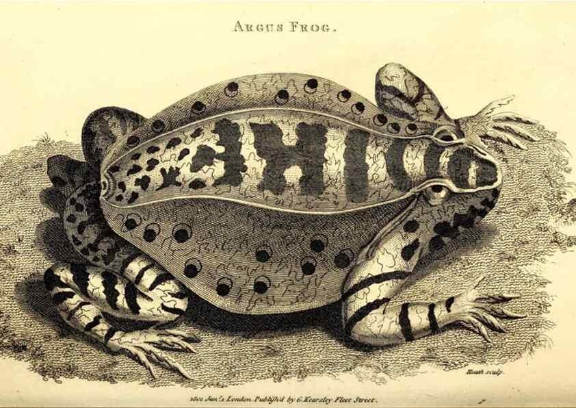 Reproducción/Reproduction 49826309033: General zoology, or Systematic natural history. London,Printed for G. Kearsley,1800-1826.. 