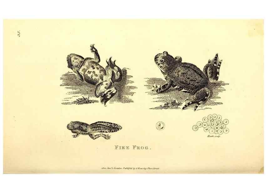 Reproducción/Reproduction 49826309383: General zoology, or Systematic natural history. London,Printed for G. Kearsley,1800-1826.. 