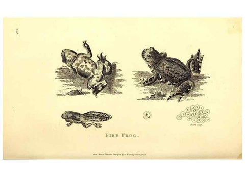 Reproducción/Reproduction 49826309383: General zoology, or Systematic natural history. London,Printed for G. Kearsley,1800-1826.. 