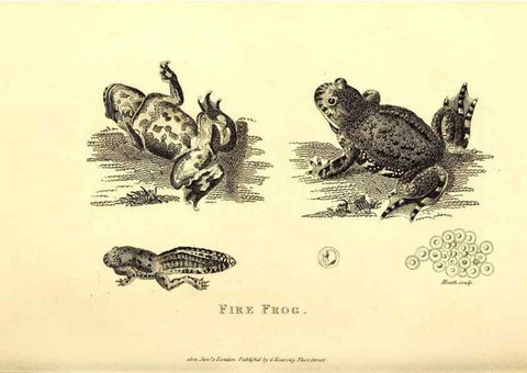 Reproducción/Reproduction 49826309383: General zoology, or Systematic natural history. London,Printed for G. Kearsley,1800-1826.. 
