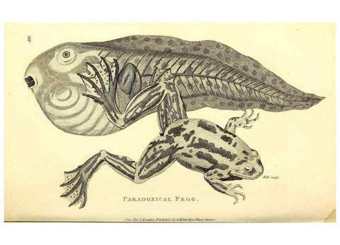Reproducción/Reproduction 49827158922: General zoology, or Systematic natural history. London,Printed for G. Kearsley,1800-1826.. 