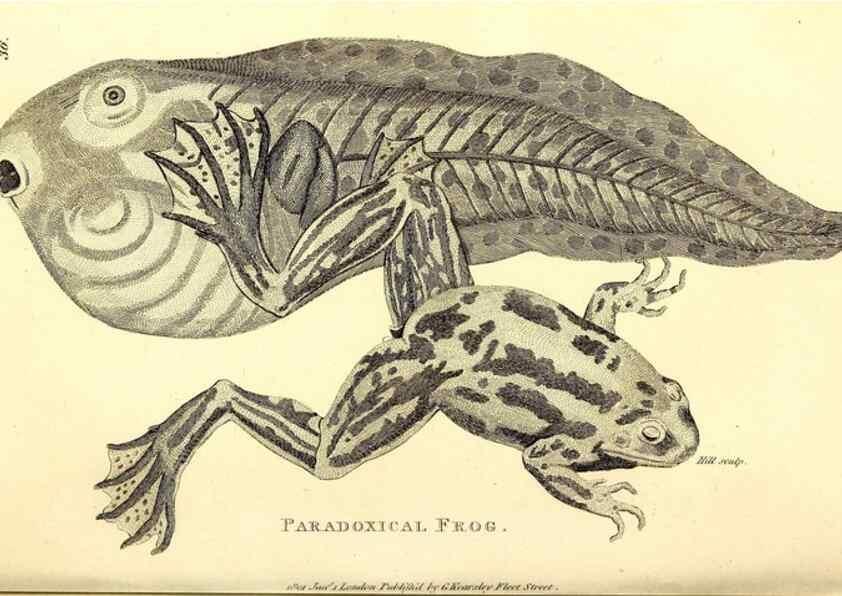 Reproducción/Reproduction 49827158922: General zoology, or Systematic natural history. London,Printed for G. Kearsley,1800-1826.. 