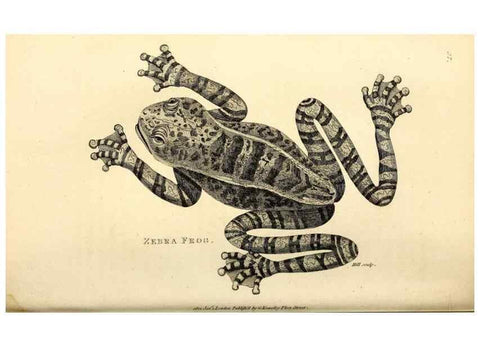 Reproducción/Reproduction 49827159242: General zoology, or Systematic natural history. London,Printed for G. Kearsley,1800-1826.. 