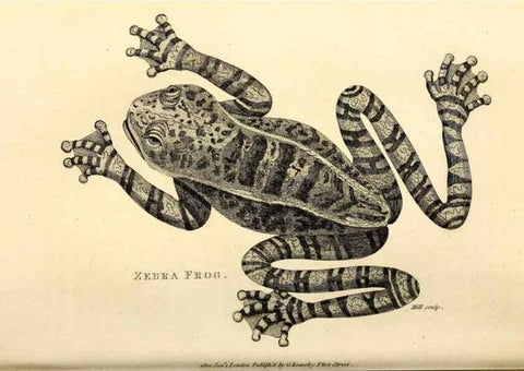 Reproducción/Reproduction 49827159242: General zoology, or Systematic natural history. London,Printed for G. Kearsley,1800-1826.. 
