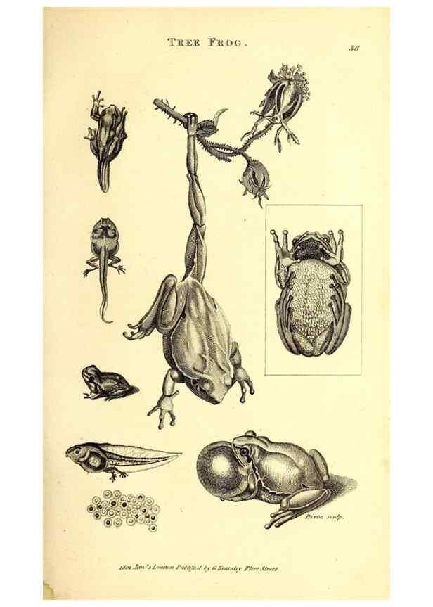 Reproducción/Reproduction 49826844596: General zoology, or Systematic natural history. London,Printed for G. Kearsley,1800-1826.. 