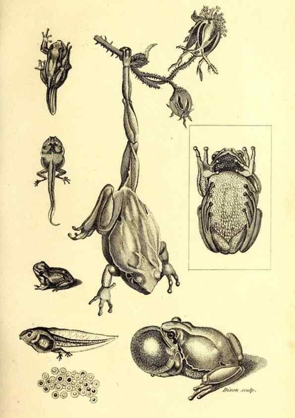 Reproducción/Reproduction 49826844596: General zoology, or Systematic natural history. London,Printed for G. Kearsley,1800-1826.. 