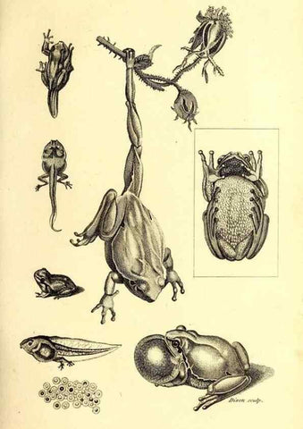Reproducción/Reproduction 49826844596: General zoology, or Systematic natural history. London,Printed for G. Kearsley,1800-1826.. 