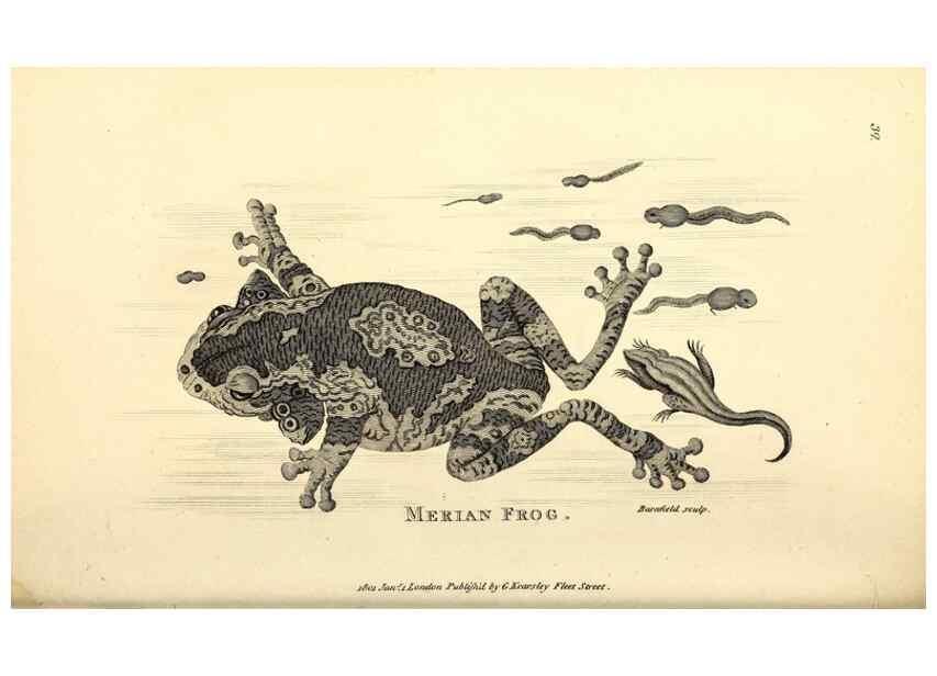 Reproducción/Reproduction 49827159827: General zoology, or Systematic natural history. London,Printed for G. Kearsley,1800-1826.. 
