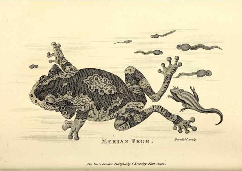 Reproducción/Reproduction 49827159827: General zoology, or Systematic natural history. London,Printed for G. Kearsley,1800-1826.. 