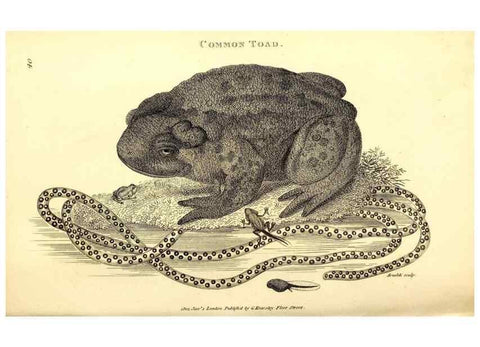 Reproducción/Reproduction 49827160172: General zoology, or Systematic natural history. London,Printed for G. Kearsley,1800-1826.. 