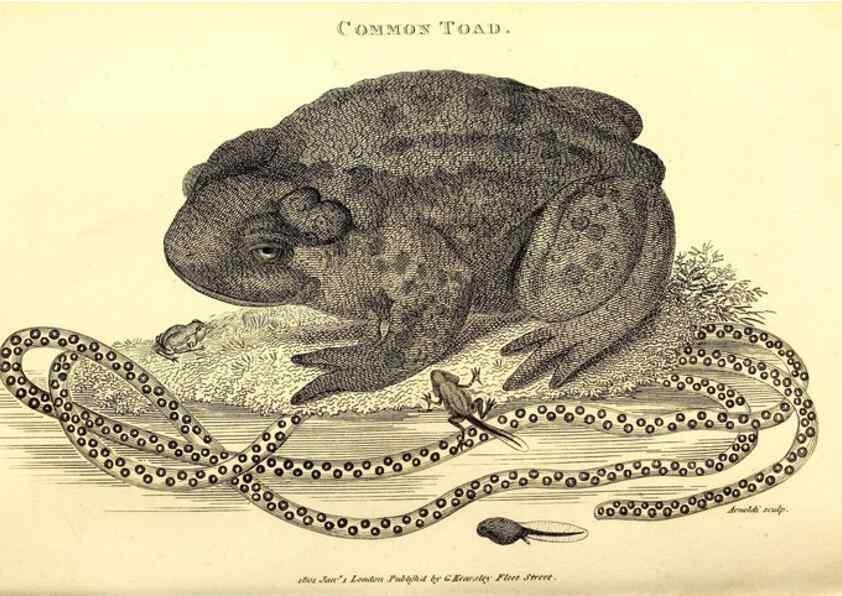 Reproducción/Reproduction 49827160172: General zoology, or Systematic natural history. London,Printed for G. Kearsley,1800-1826.. 