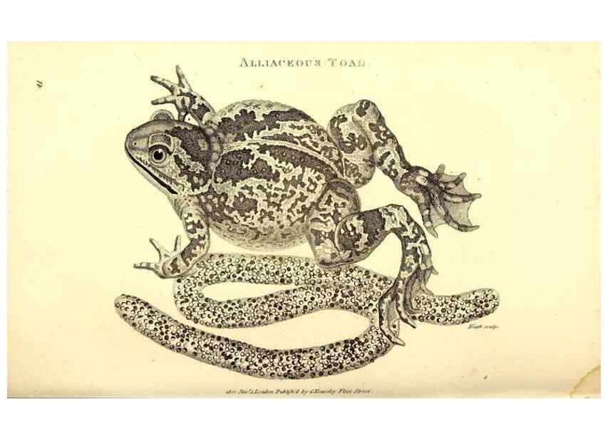 Reproducción/Reproduction 49826845561: General zoology, or Systematic natural history. London,Printed for G. Kearsley,1800-1826.. 