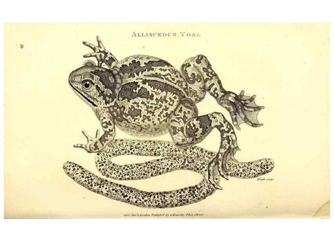Reproducción/Reproduction 49826845561: General zoology, or Systematic natural history. London,Printed for G. Kearsley,1800-1826.. 