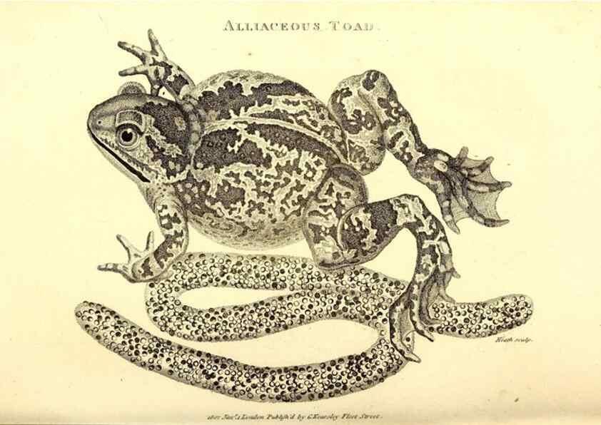 Reproducción/Reproduction 49826845561: General zoology, or Systematic natural history. London,Printed for G. Kearsley,1800-1826.. 